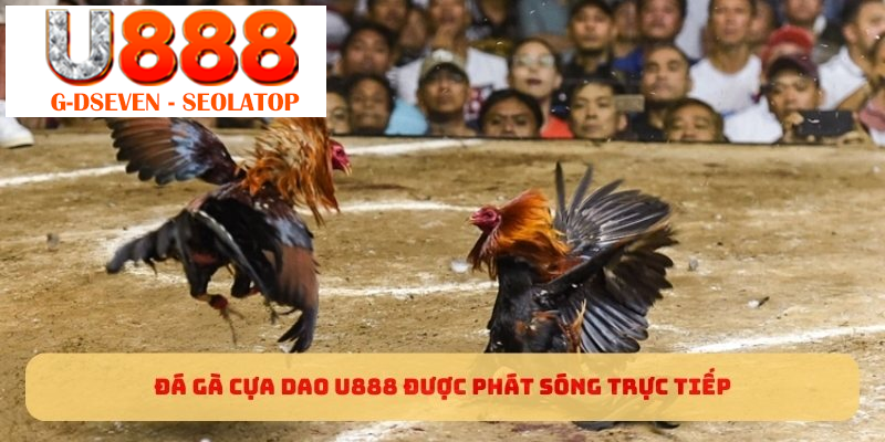 Đá gà cựa dao U888 được phát sóng trực tiếp