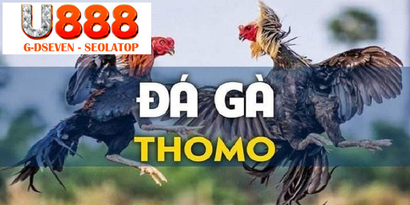 Giới thiệu hình thức chọi kê Thomo đầy ấn tượng