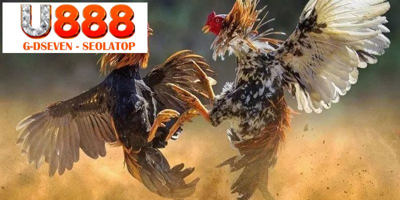 Ưu điểm đặc biệt chỉ có tại đá gà Thomo U888